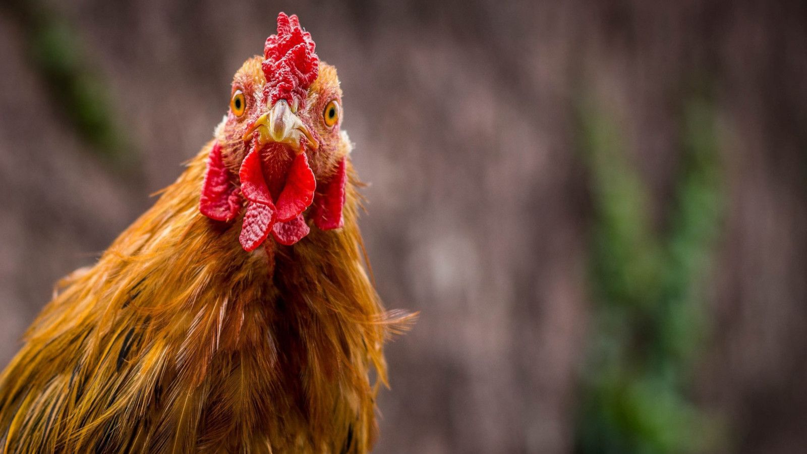 Ein braunes Huhn sieht direkt in die Kamera