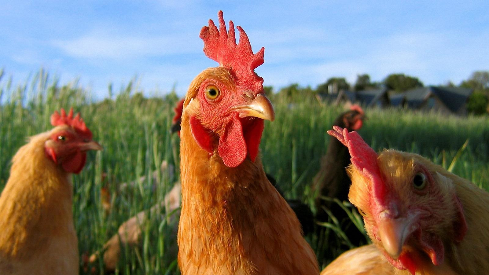 Drei Hühner stehen im hohen Gras und schauen aus verschiedenen Winkeln in die Kamera